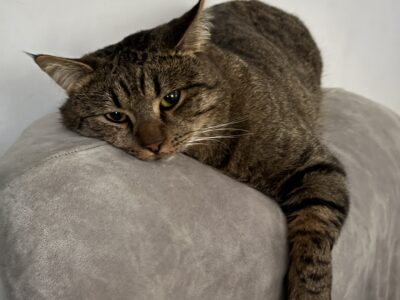 Zaginał kotek Siemion