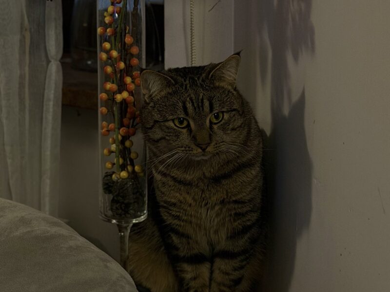 Zaginał kotek Siemion