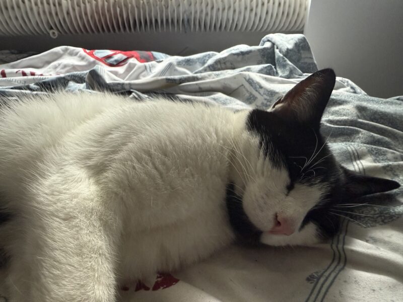 Zaginął Kot Kabanos