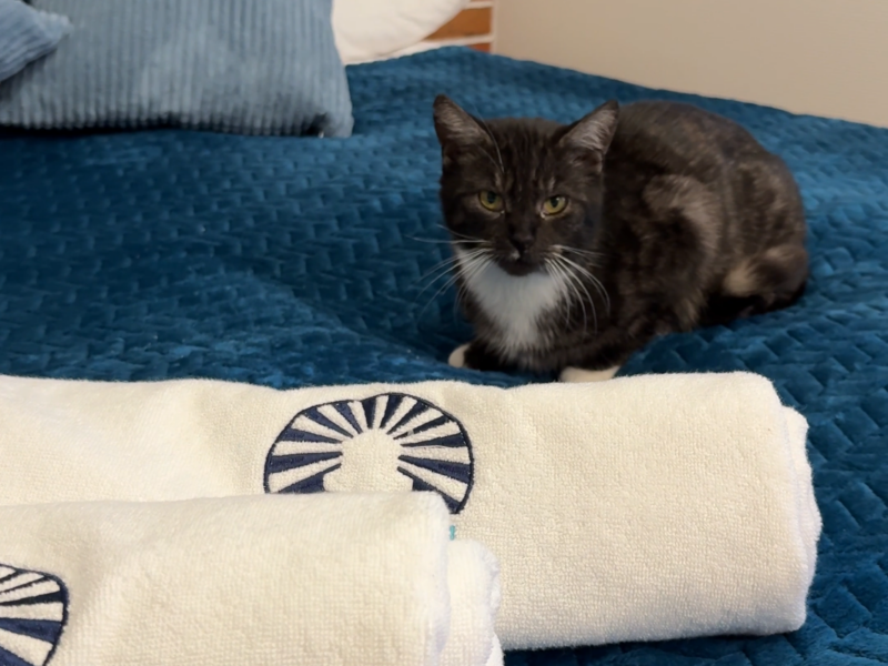 Zaginął nasz Pupil kotek Kosmatek