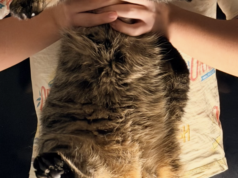 Zaginał kotek Siemion