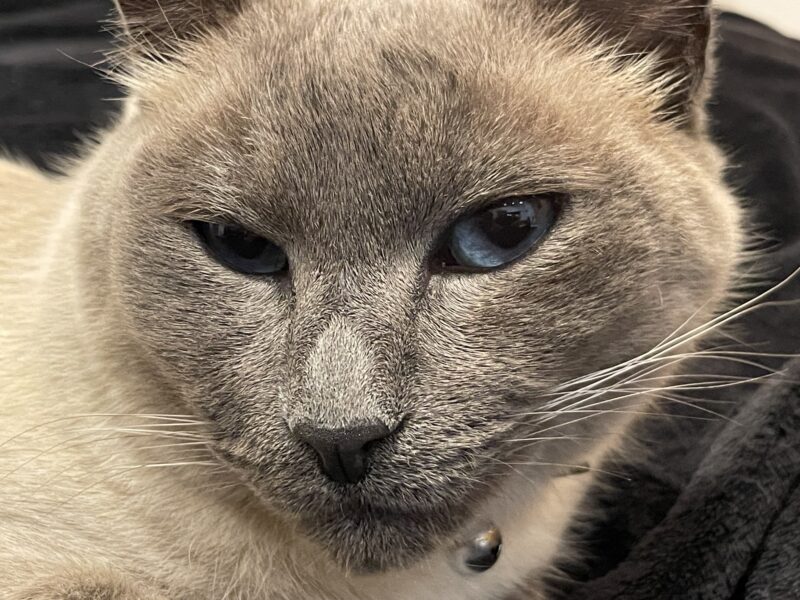 Zaginął kotek Theodor