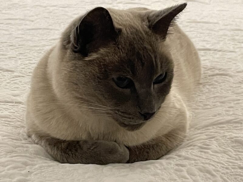 Zaginął kotek Theodor