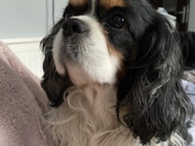 Zaginął piesek Riko