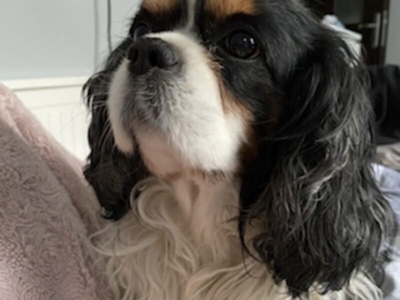 Zaginął piesek Riko