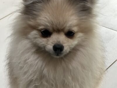 Zaginęła suczka Luna