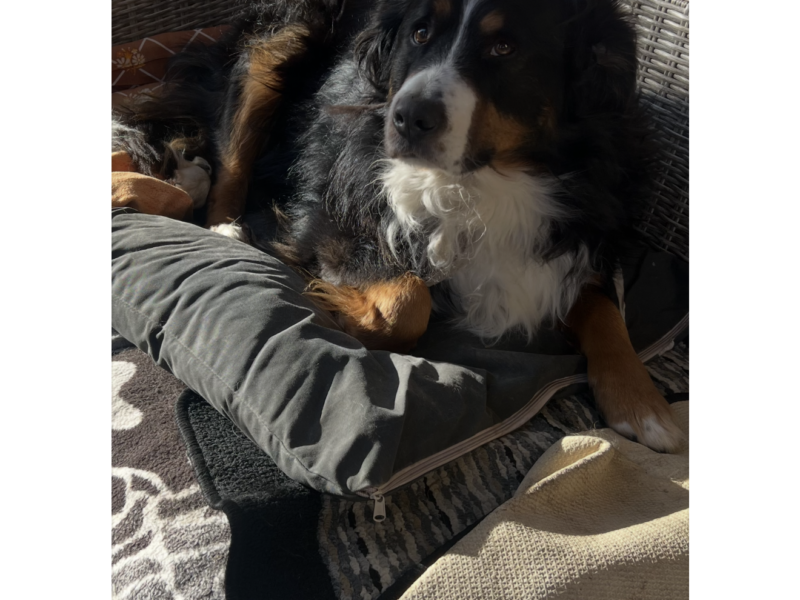 Zaginął pies Bercik