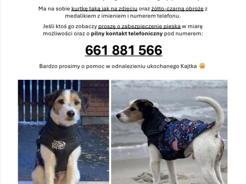 Zaginął piesek Kajtek nagroda 2 000 zł