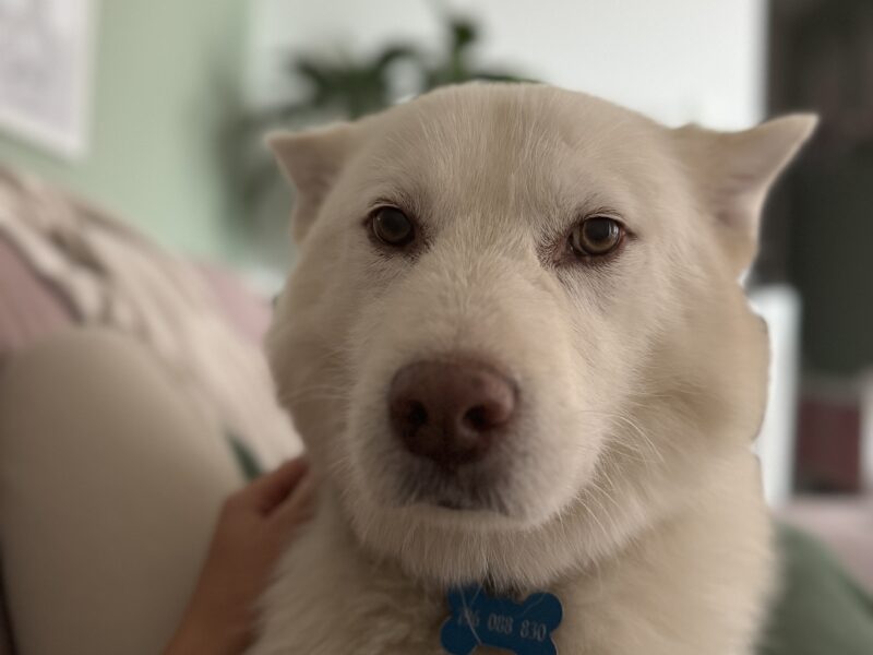 Zaginął starszy biały piesek