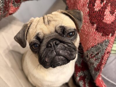 Zaginęła sunia Lolcia Mops