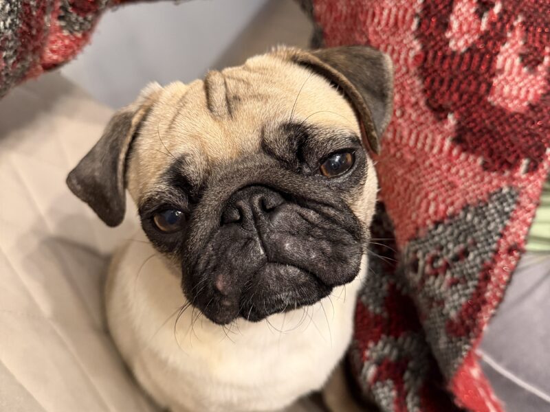 Zaginęła sunia Lolcia Mops