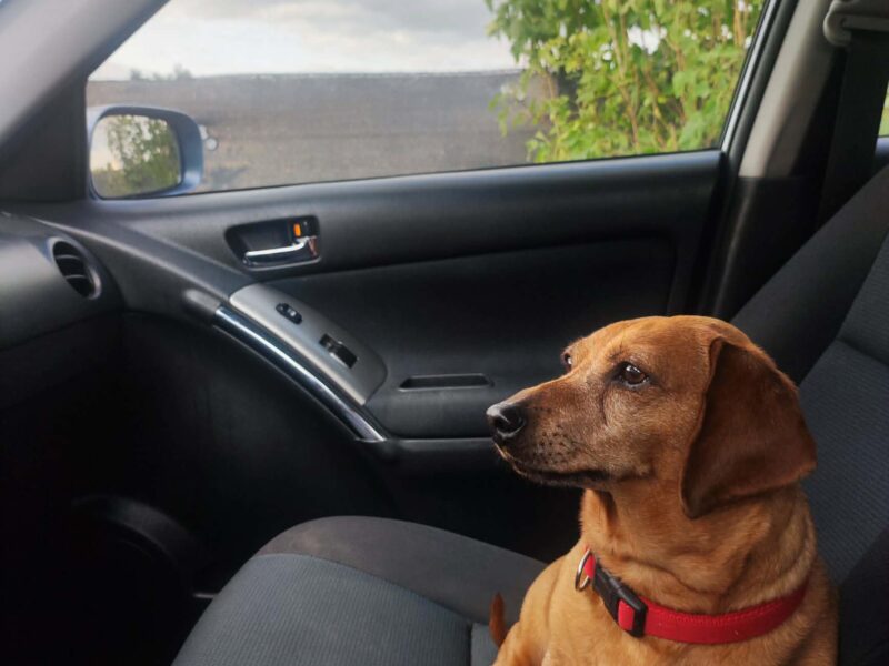 Zaginęła FIFI - ruda suczka - jamnik