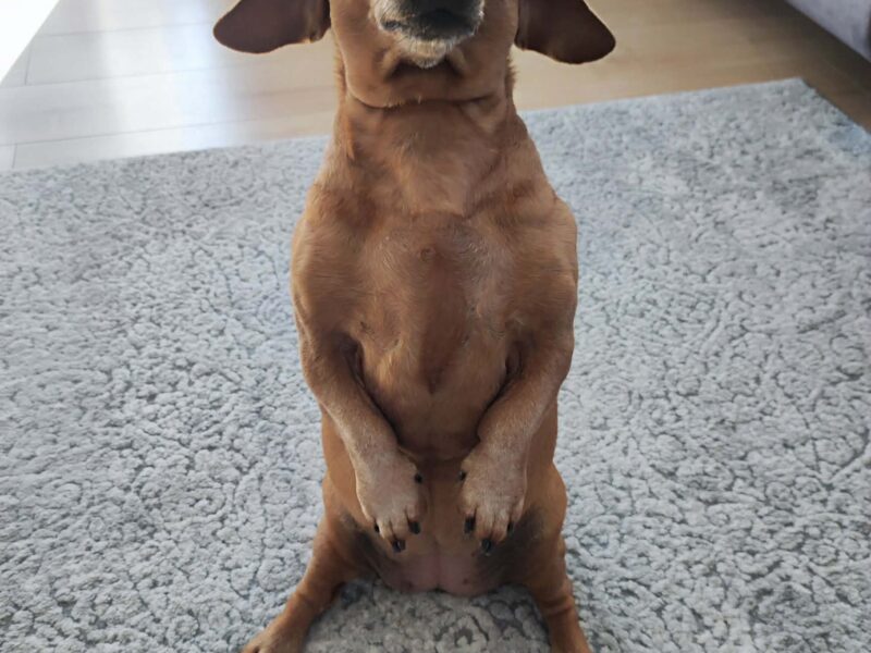 Zaginęła FIFI - ruda suczka - jamnik