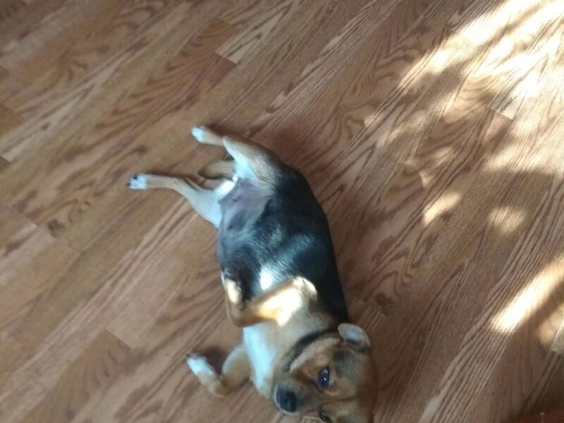 Zaginęła sunia Luna