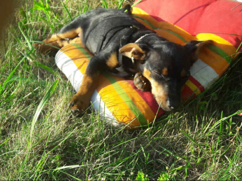 Zaginął 31.12 Lady