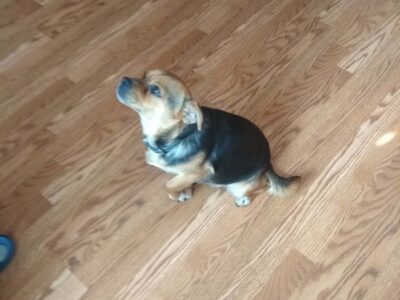 Zaginęła sunia Luna