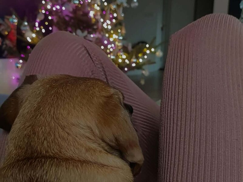 Zaginęła FIFI - ruda suczka - jamnik