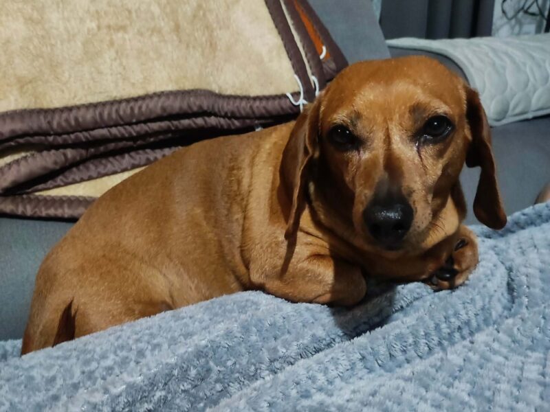 Zaginęła FIFI - ruda suczka - jamnik