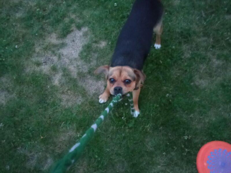 Zaginęła sunia Luna