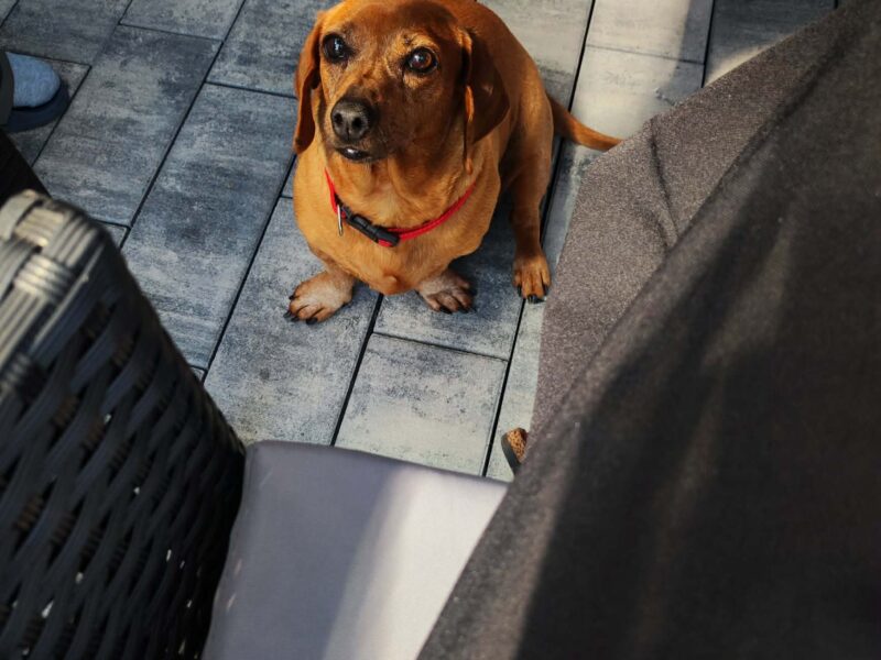 Zaginęła FIFI - ruda suczka - jamnik