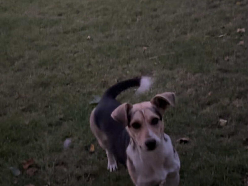 ZAGINĄŁ PIES ŁATEK