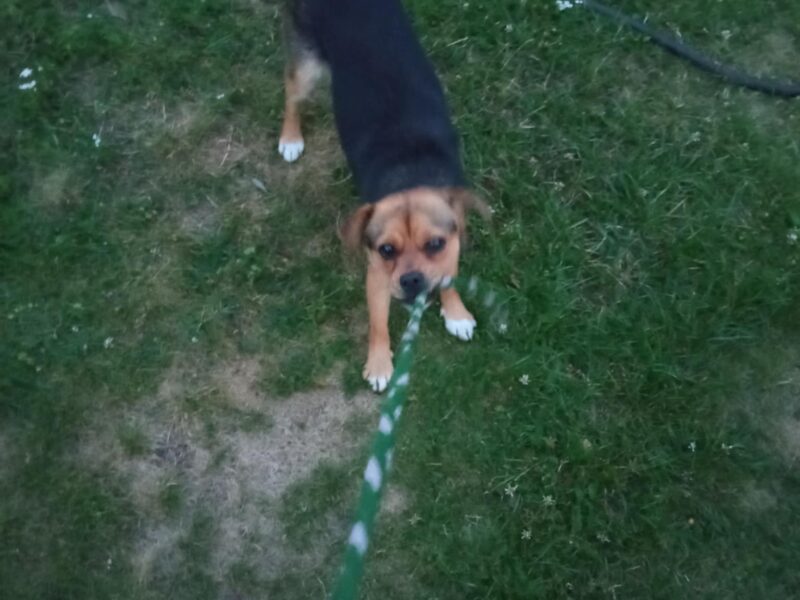 Zaginęła sunia Luna