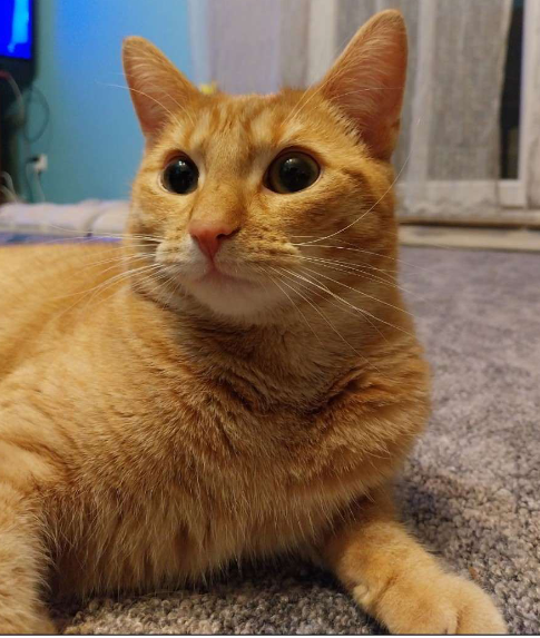 Zaginęła kotka Szogunia