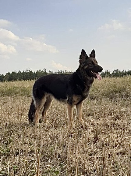 Zaginęła Diana - Owczarek Niemiecki