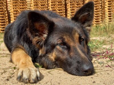 Zaginęła Diana - Owczarek Niemiecki