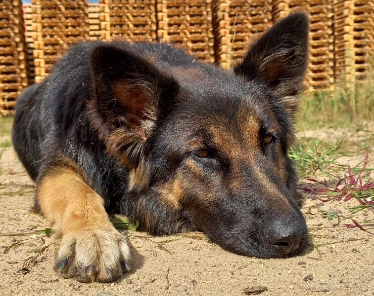 Zaginęła Diana - Owczarek Niemiecki