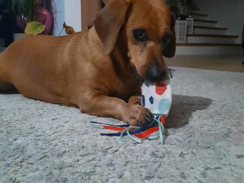 Zaginęła FIFI - ruda suczka - jamnik