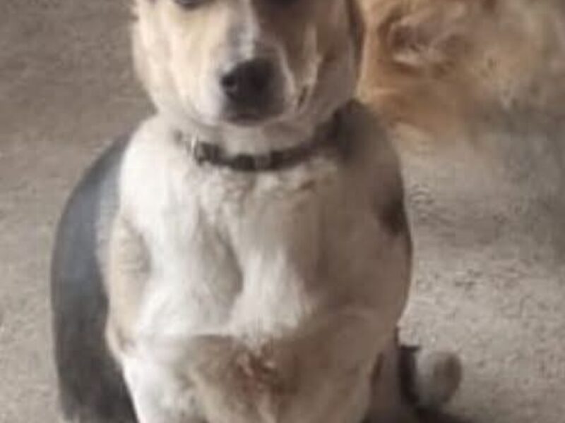 ZAGINĄŁ PIES ŁATEK