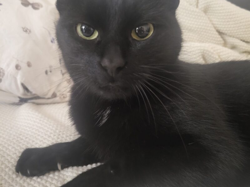 Zaginął kotek Tosiu