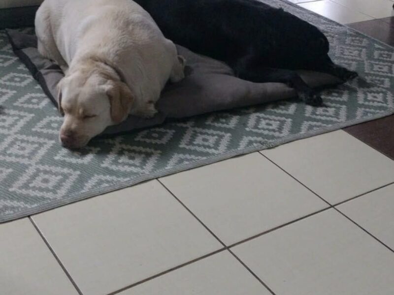 Zaginęły 2 labradory Fado i Figa