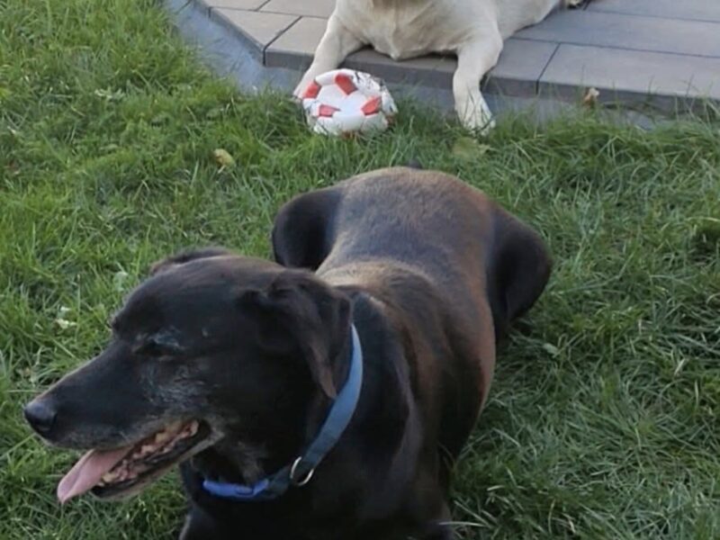 Zaginęły 2 labradory Fado i Figa