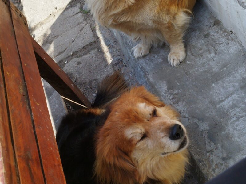 Zaginął piesek Dżon - Ujazd