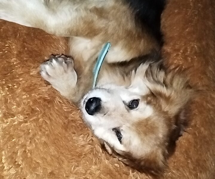 Zaginął piesek Dżon - Ujazd