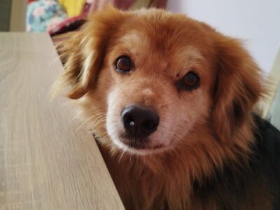 Zaginął piesek Dżon - Ujazd