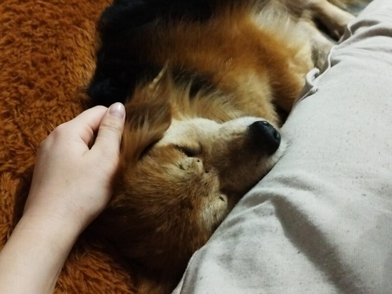 Zaginął piesek Dżon - Ujazd