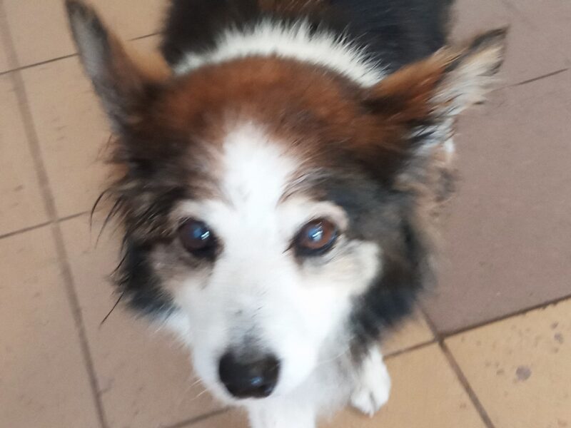 Zaginęła chora sunia Lisia