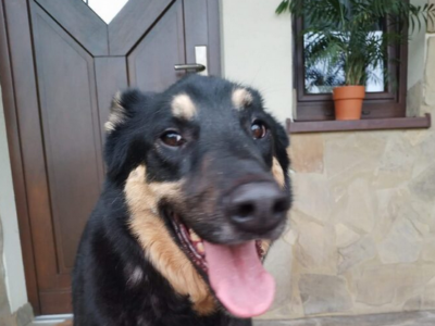 Zaginęła suczka Mija