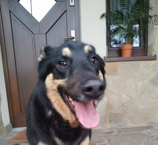 Zaginęła suczka Mija