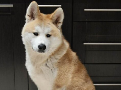 ZAGINĄŁ NASZ PIES HACHI