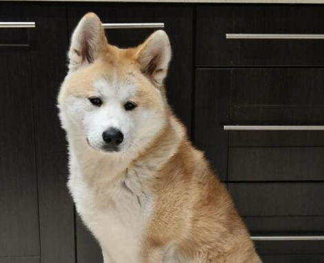 ZAGINĄŁ NASZ PIES HACHI