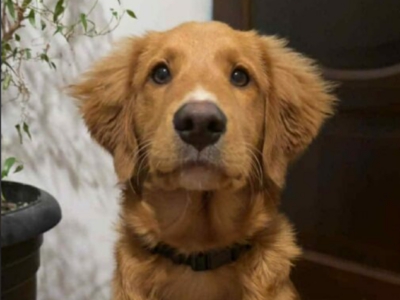 Zaginął piesek Abo