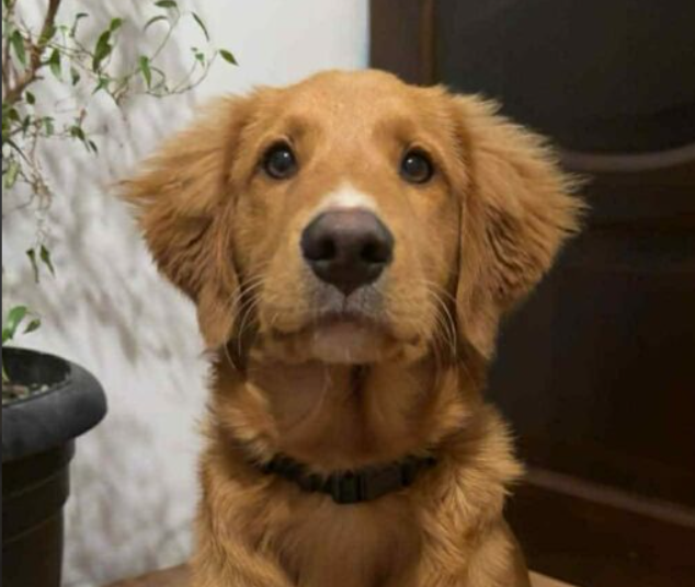 Zaginął piesek Abo