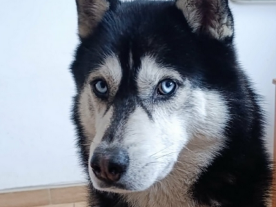 ZAGINĄŁ PIES - KODI