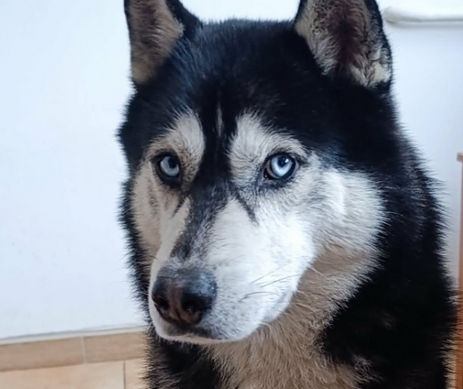 ZAGINĄŁ PIES - KODI