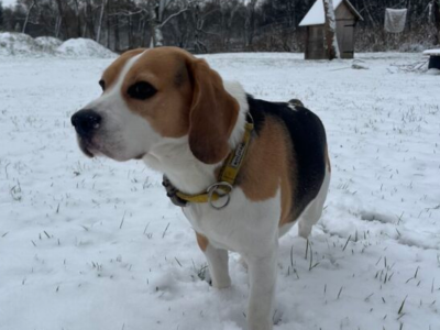 Zaginął pies rasy Beagle 01.01.2025 Skiper