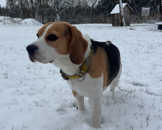 Zaginął pies rasy Beagle 01.01.2025 Skiper